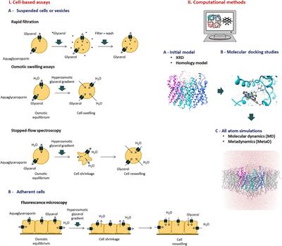 Aquaglyceroporin Modulators as Emergent Pharmacological Molecules for Human Diseases